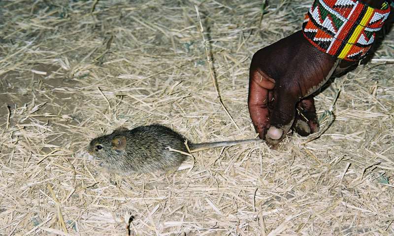 Mouse in the house tells tale of human settlement