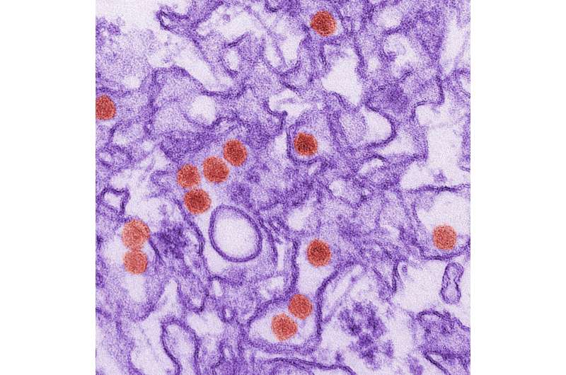 Mouse model could shed new light on immune system response to Zika virus