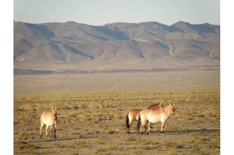 MSU biologist learned what Przewalski's horse ate more than a century ago