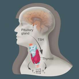 Multicenter study finds no benefit to treating mild thyroid dysfunction during pregnancy