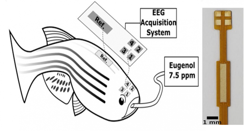 Multichannel EEG recordings enable precise brain wave measurement of fish