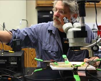 Music professor receives patent to help fight bark beetles ravaging Western forests