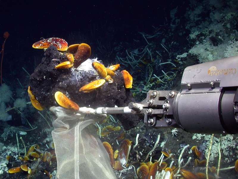 Mussels and sponges in the deep sea can thrive on oil with the help of symbiont bacteria