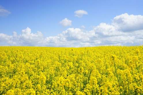Mustard seeds without mustard flavor: New robust oilseed crop can resist global warming