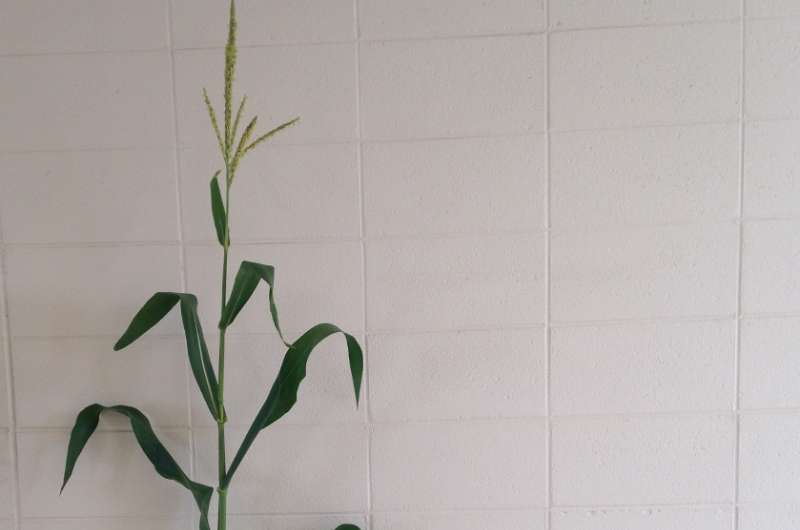 Mutant maize offers key to understanding plant growth