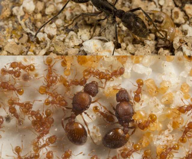 Mutilation and social determination of female Diacamma ants