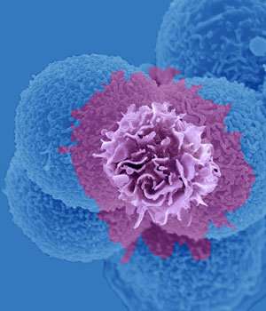 Mysteries of the developing immune system have been revealed in a study of fetal dendritic cells