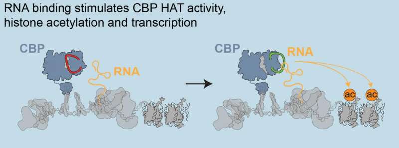 'Mysterious' non-protein-coding RNAs play important roles in gene expression