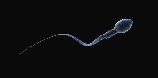 Mystery of how sperm swim revealed in mathematical formula