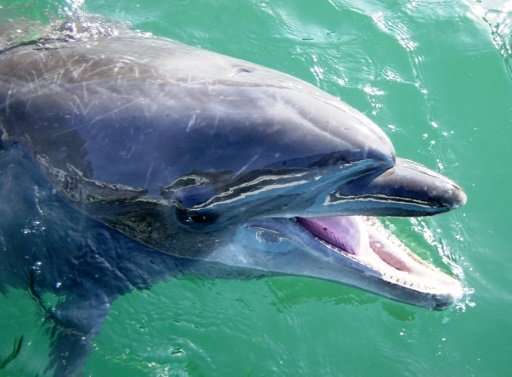 Nana the bottlenose dolphin reached the grand old age of 47