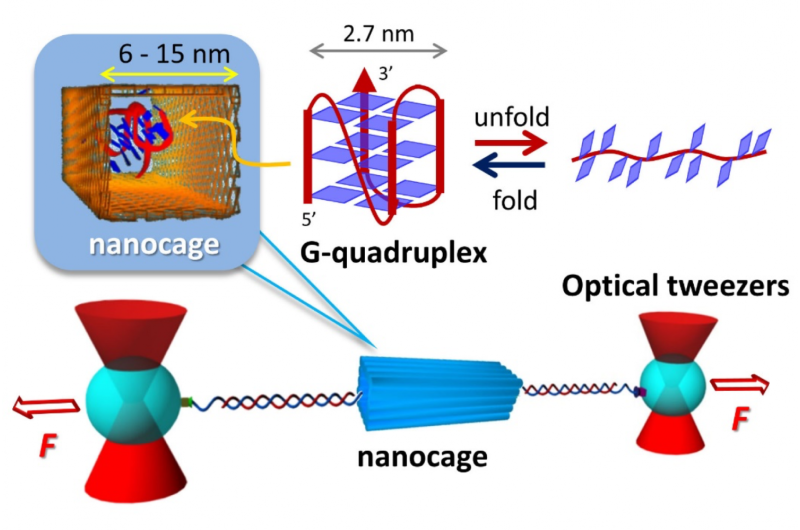 Nanocages dramatically facilitate structure formation of biomolecules