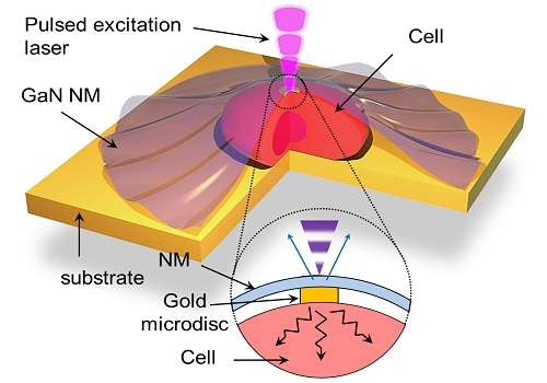 Nano-sized sensors provide unprecedented data on how heat diffuses in and out of living cells