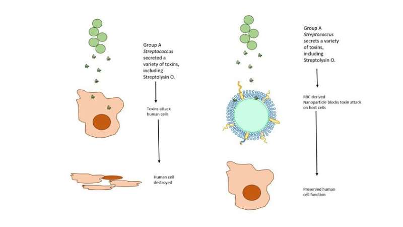 Nanosponges lessen severity of streptococcal infections