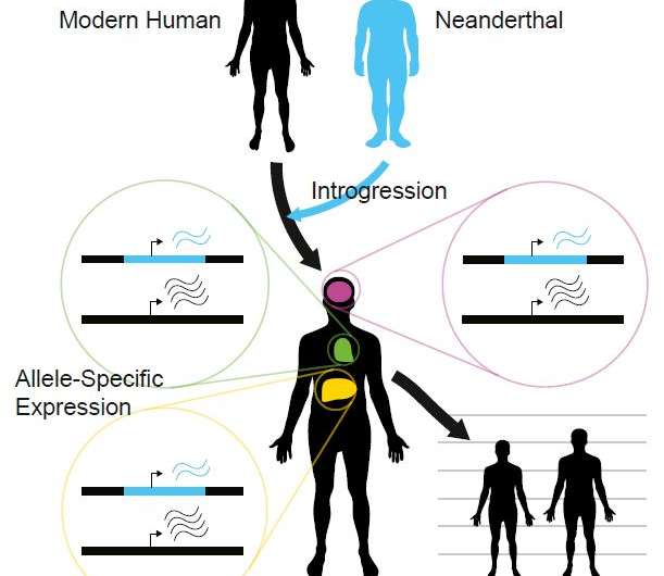 Neanderthal DNA contributes to human gene expression