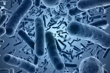 Near instantaneous evolution discovered in bacteria