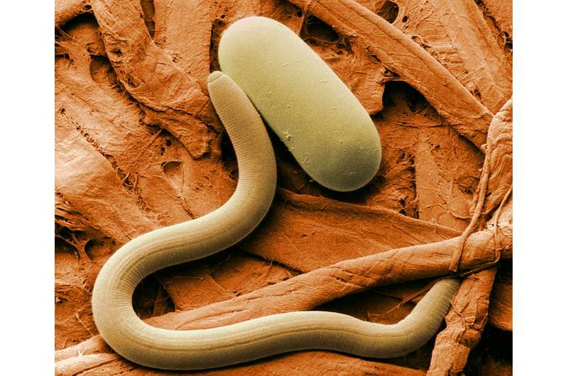 Nematode resistance in soybeans beneficial even at low rates of infestation