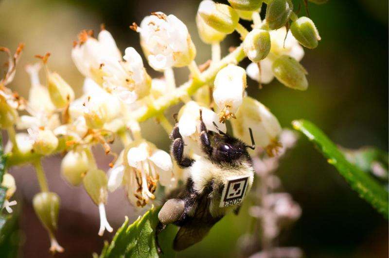 Neonicotinoid pesticide affects foraging and social interaction in bumblebees