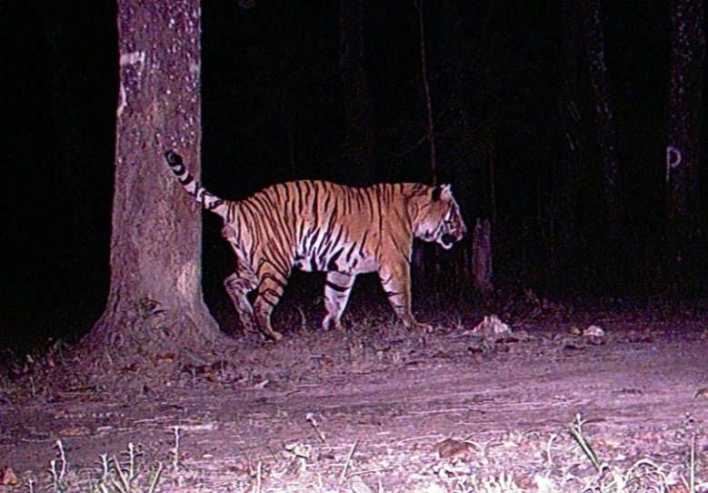 Nepal on target to meet aim of doubling tiger population by 2022
