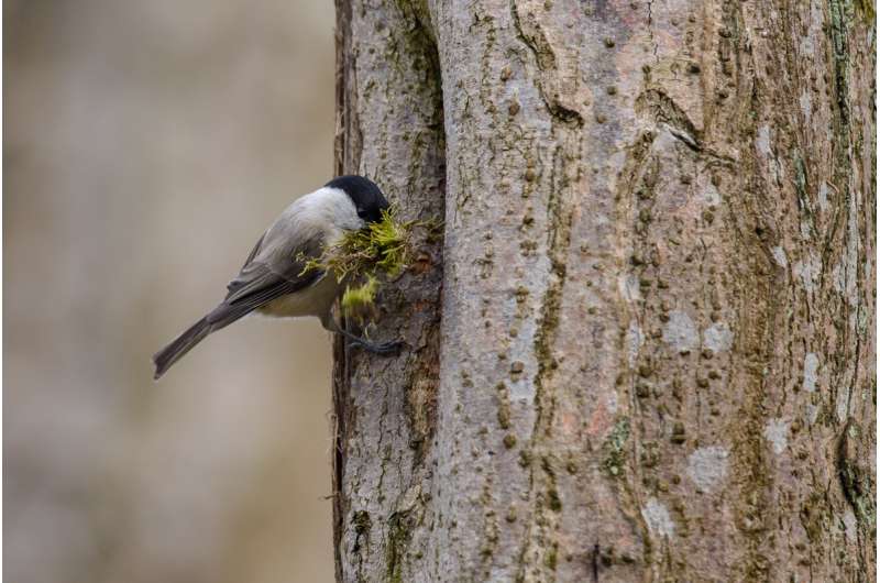 Nesting in cavities protects birds from predators -- to a point