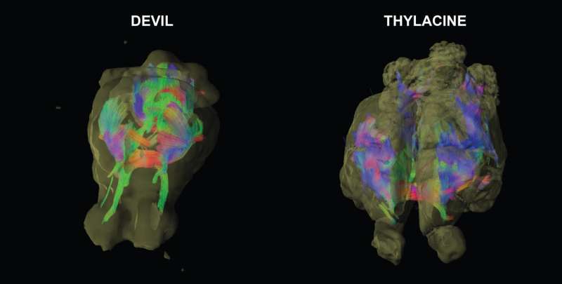 Neuro-imaging maps brain wiring of extinct Tasmanian tiger