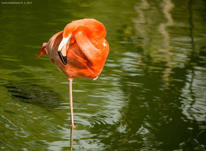 Neuromechanics of flamingos’ amazing feats of balance