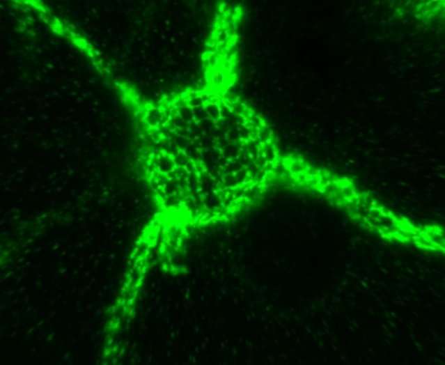 Neurons’ sugar coating is essential for long-term memories