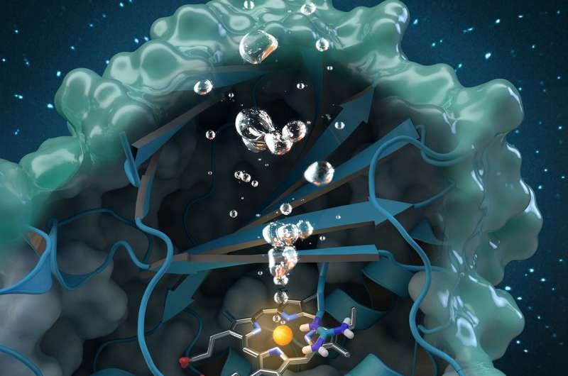 Neutrons probe oxygen-generating enzyme for a greener approach to clean water