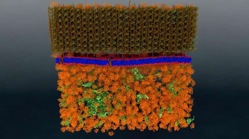 Neutrons provide the first nanoscale look at a living cell membrane