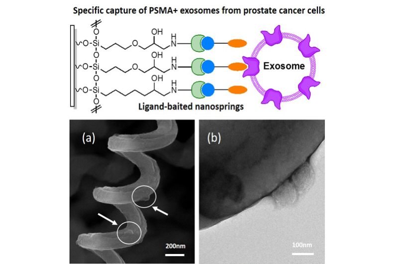 New approach for the capture of tumor-derived exosomes from a prostate cancer cell line