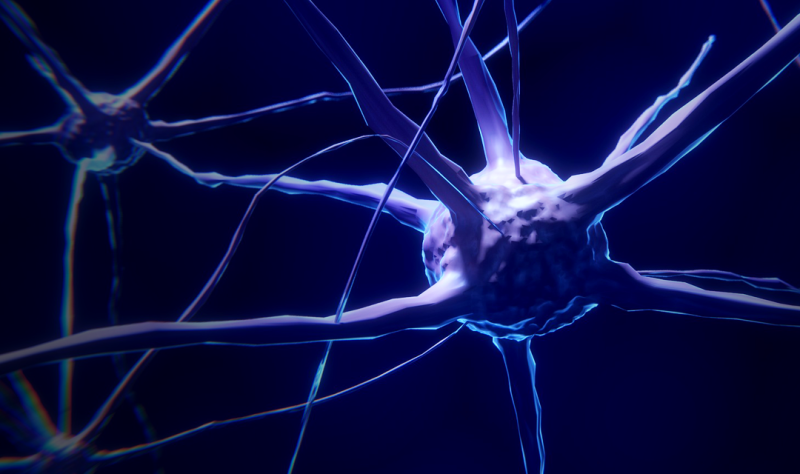 New brain research reveals that motor neurons adjust to control tasks