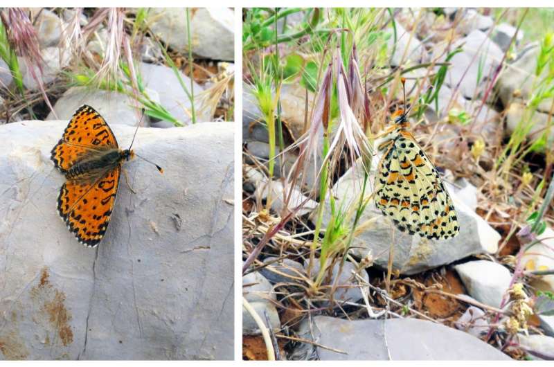 New butterfly species discovered in Israel for the first time in 109 years