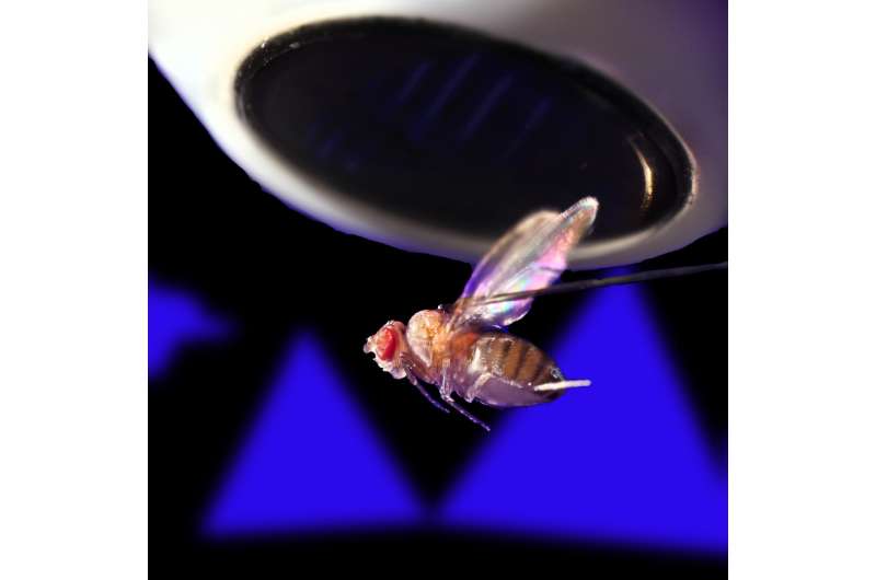 New clues emerge about how fruit flies navigate their world