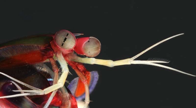 New clues from brain structures of mantis shrimp