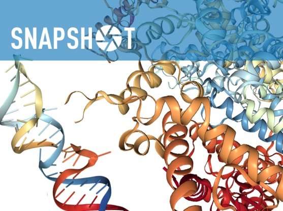 New CRISPR tool targets RNA in mammalian cells