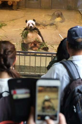 New dad Ri Ri is basking in the attention of visitors to Ueno Zoo, as panda fever sweeps Japan after the birth of a tiny cub on 