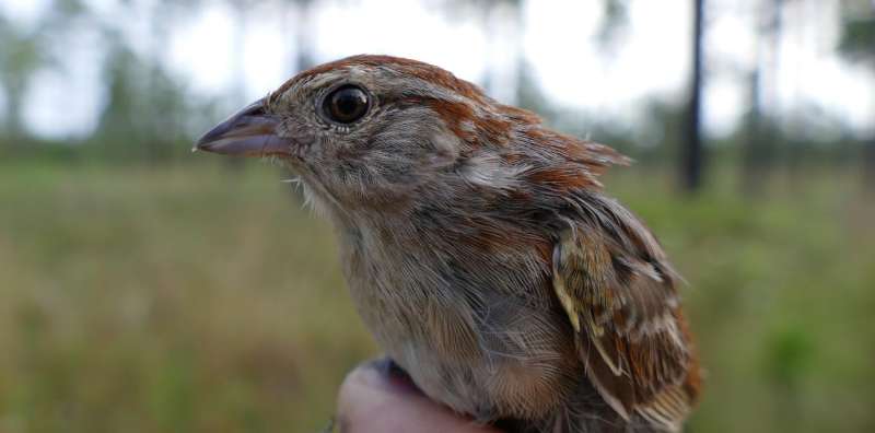 New details on nest preferences of declining sparrow