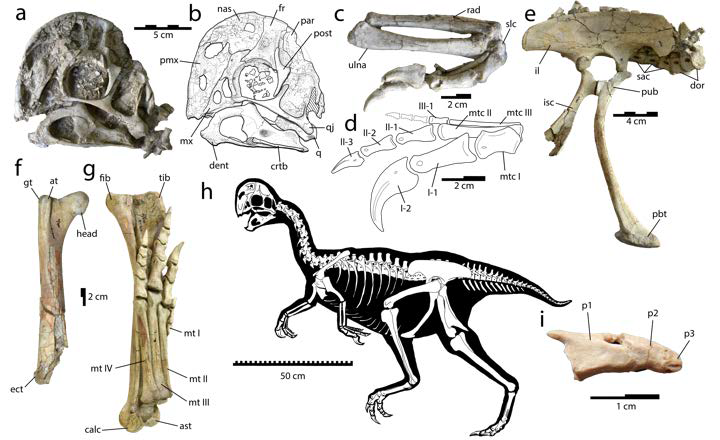 New dinosaur discovery suggests new species roosted together like modern birds