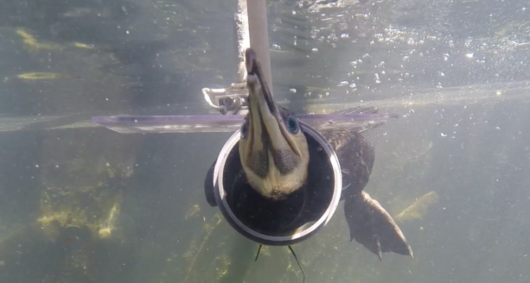 New discovery: Cormorants can hear under water