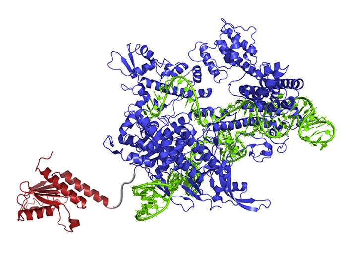 New enzyme rewrites the genome