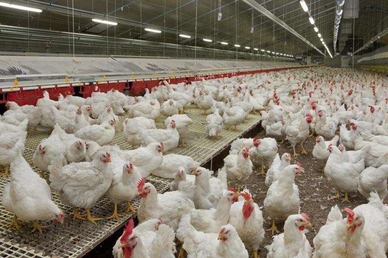 New EU environmental standards for large poultry and pig farms