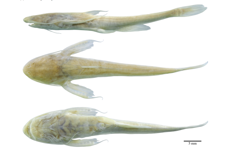 New eyeless, pale catfish from middle of Amazon named
