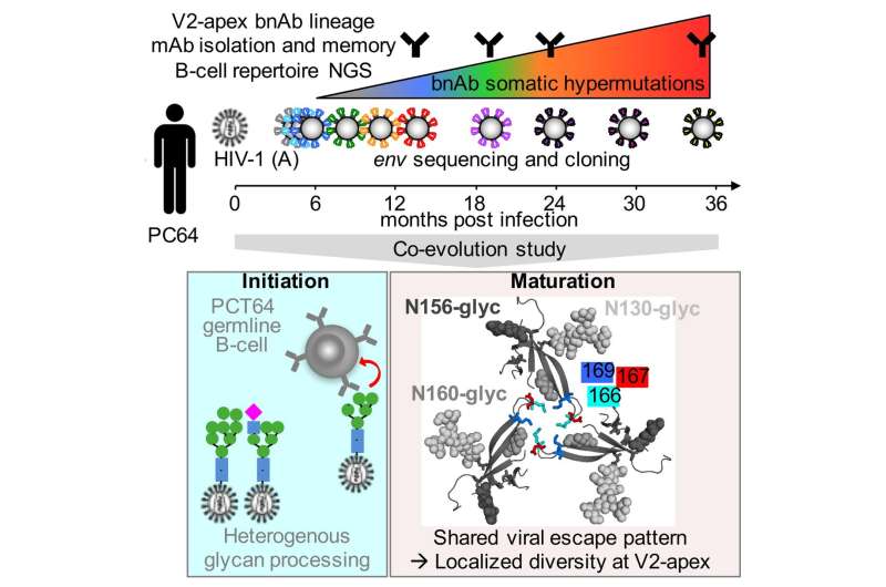 New findings to help HIV scientists establish 'template' for potent antibodies
