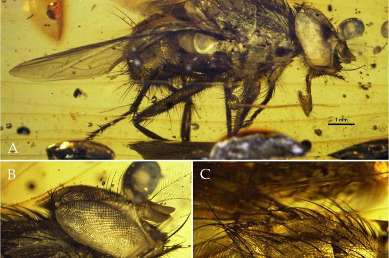 New fly fossil sheds light on the explosive radiation of flies during the Cenozoic Era