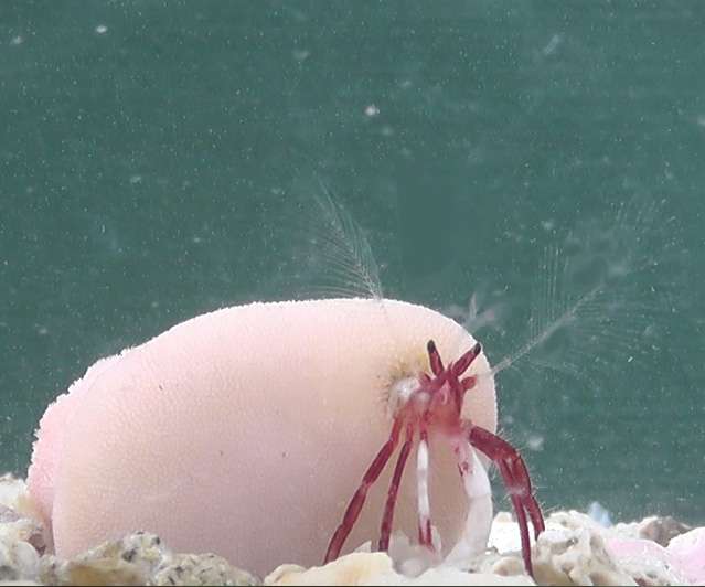 New hermit crab uses live coral as its home
