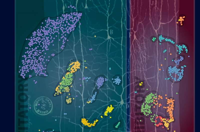 New kinds of brain cells revealed