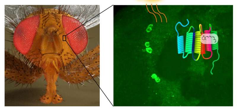 New light sensing molecule discovered in the fruit fly brain