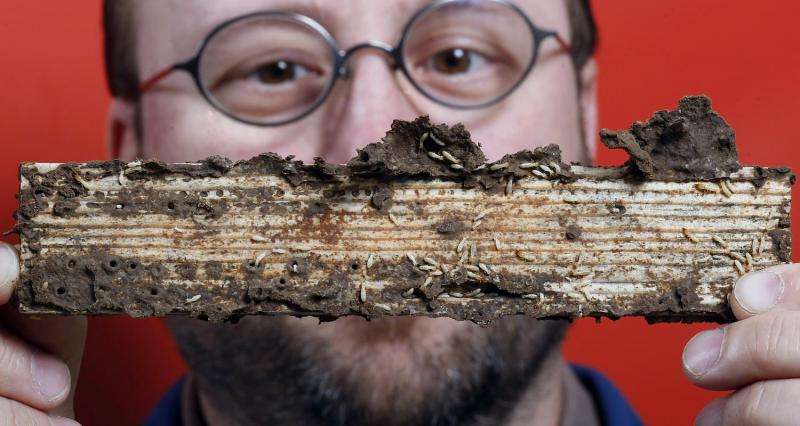 Newly developed insecticide and fungus combination could more effectively control, eliminate termites