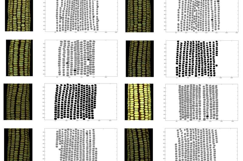 New method analyzes corn kernel characteristics