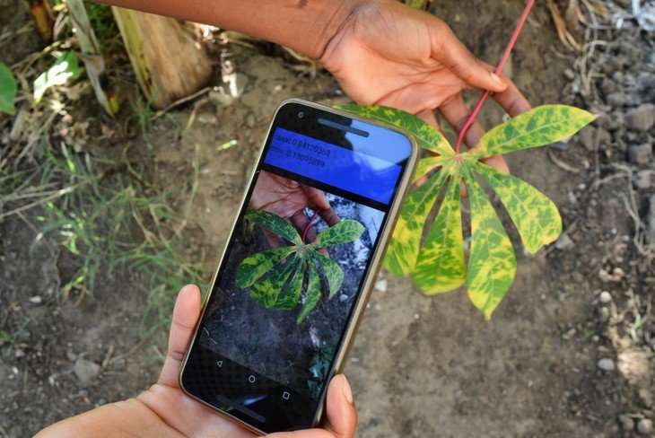 New mobile app diagnoses crop diseases in the field and alerts rural farmers