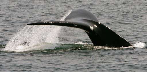New model confirms endangered right whales are declining